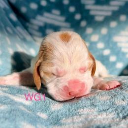 WG1 - Red and white female Basset Hound puppy in Britton, South Dakota from K&S Canines