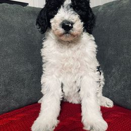 Cadet - Black and white female Sheepadoodle puppy in Pataskala And Thornville, Ohio from Four Front Doodles - Pataskala