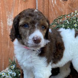 Girl 1 - female Poodle puppy in Alpine, Alabama from Alpine Acres Poodles