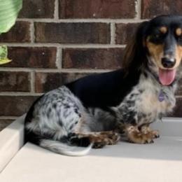Mollie - Dachshund