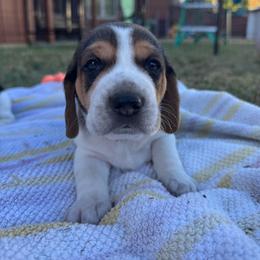 AKC Luca - Black tan and white male Beagle puppy in Rogersville, Missouri from Hales Little Beagle Haven