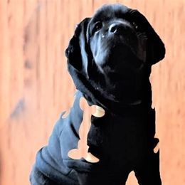 Labrador Retriever Puppies from Lorlyn Labradors