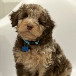 Aussiedoodle and Labradoodle Puppies from McDoodles of Texas