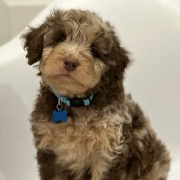 Aussiedoodle and Labradoodle Puppies from McDoodles of Texas