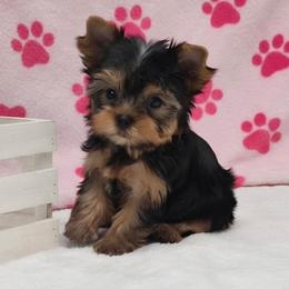 Louise - Blue and gold female Yorkshire Terrier puppy in Monticello, Iowa from Ashley’s Puppies