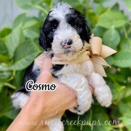 Cosmo - Black and white male Sheepadoodle puppy in Cambridge, Ohio from Sweet Creek Pups