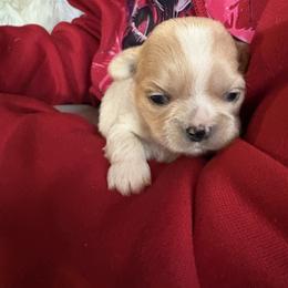 Lovey - Cream and white female Shih Tzu puppy in Mattoon, Illinois from Jenkins Tzu and Poo’s