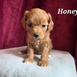 Aussiedoodle, Bernedoodle, Bernese Mountain Dog, Cavapoo, Poodle, and Sheepadoodle Puppies from Draper Mountain Doodles