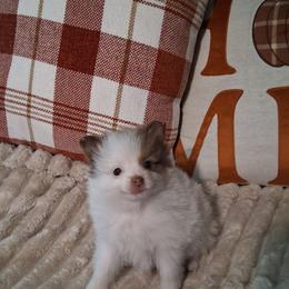 ECHO - Chocolate parti male Pomeranian puppy in Gaffney, South Carolina from Battlefield Kennels