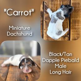 Carrot - Dapple male Dachshund puppy in London, Kentucky from Steele Half Acre Homestead