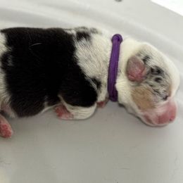 Ember - Blue merle and white female American Corgi puppy in Omaha, Arkansas from DnD Corgis