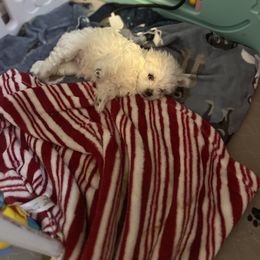 "Kai" Maltese Puppies from Genice’s Small Wonders