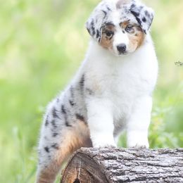 Australian Shepherds from Red Forrest Australian Shepherds
