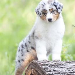 Australian Shepherds from Red Forrest Australian Shepherds
