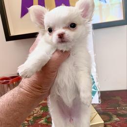 Ava Rose - Cream and white female Chihuahua puppy in Morrisville, North Carolina from Mozzafiato Chihuahuas