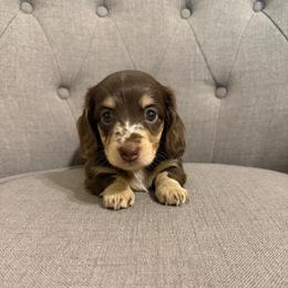 Juliet - Dapple female Dachshund puppy in Fort Gibson, Oklahoma from Cooper’s Dachshunds