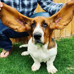 Basset Hounds from Bear Foot Bassets Of West Virginia