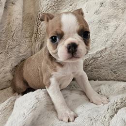 Maggies LIlac girl - Lilac female Boston Terrier puppy in Gore, Oklahoma from Ford's Traditional and Colored Boston Terriers