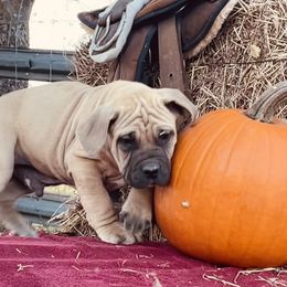 Top male - fawn, solid protection and guardian - Brown male Boerboel puppy in Mansfield, Texas from Dynasty Blue Ridge Boerboel