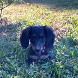 Miss pink AKC - Black and cream female Dachshund puppy in Willow Springs, Missouri from Krazy Acre Farm