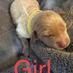 Girl 3 - Double Doodle puppy in Rancho Cordova, California from Funny Farm Doodles