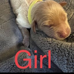 Girl 3 - Double Doodle puppy in Rancho Cordova, California from Funny Farm Doodles