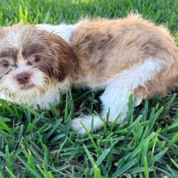 Bumper - Red and white male Shih Tzu puppy in Saint Johns, Florida from BEH Puppies LLC