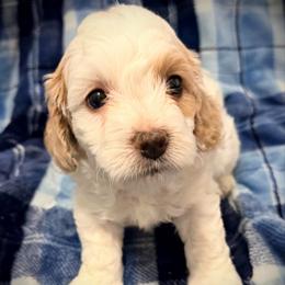 Comet - Blenheim male Cavapoo puppy in Bradenton, Florida from Christianna’s Mini Goldendoodles