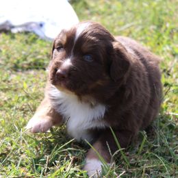 Calvin (blue eyes, read full descript.) - Red tri-color male Australian Shepherd puppy in Roanoke, Virginia from Miniature Angels Farm