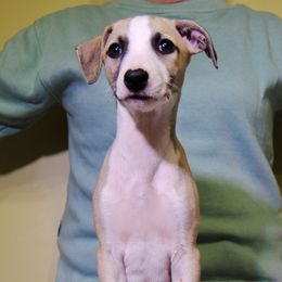 Vex - Fawn Whippet puppy in Muncie, Indiana from Valenwood Whippets