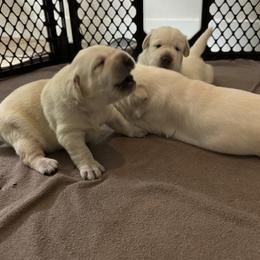 Labrador Retriever Puppies from Kanaloa Labs