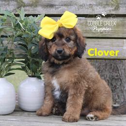 Clover - Sable female Bernedoodle puppy in Heyworth, Illinois from Cobble Creek Puppies
