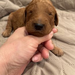 Boy 10 - male Poodle puppy in Riverside, California from Riverside red poodles