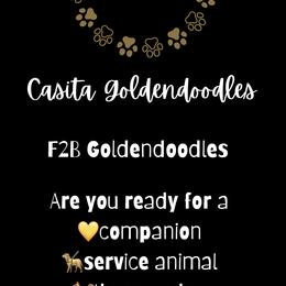 Goldendoodle Puppies from Casita Goldendoodles