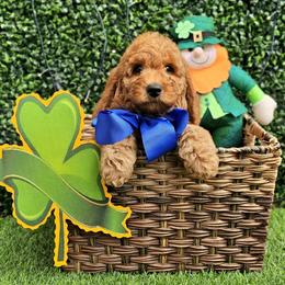 Boy 1 - male Goldendoodle puppy in Kountze, Texas from Texas Doodles LLC
