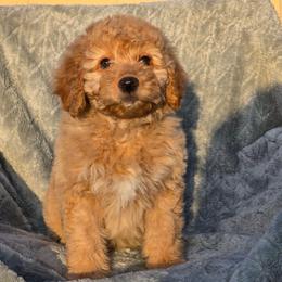 Princess Daisy - Apricot female Goldendoodle puppy in Tucson, Arizona from Adored Poodle & Doodles