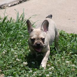 "Pinkie" French Bulldog Puppies from Gorilla Zoo Kennels