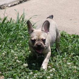 "Pinkie" French Bulldog Puppies from Gorilla Zoo Kennels
