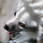 Angel  - American Eskimo Dog