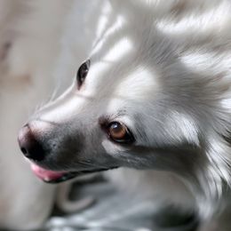 Angel  - American Eskimo Dog