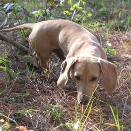 Simba - Cream male Dachshund puppy in Huntington, Texas from Camacho_Dachshunds