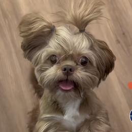 Khloe - Shih Tzu