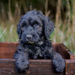 Roster - Black male Bernedoodle puppy in Crete, Nebraska from Doodles & Co