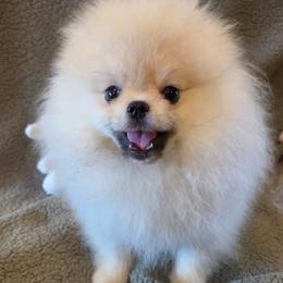 Platty - Cream sable male Pomeranian puppy in Jefferson City, Missouri from MJ’s Pomeranians