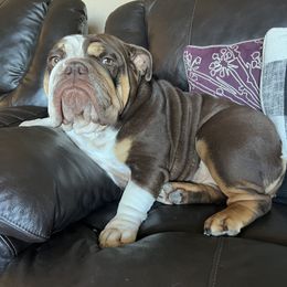 Raven - Bulldog
