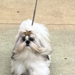 Bernie - Shih Tzu