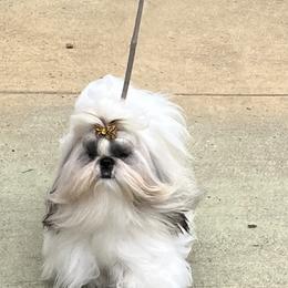 Bernie - Shih Tzu