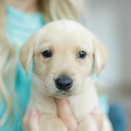 Hail - Yellow male Labrador Retriever puppy in Allons, Tennessee from UC Labradors LLC