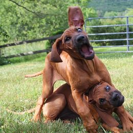 Rhodesian Ridgeback Puppies from Supernova Ridgebacks