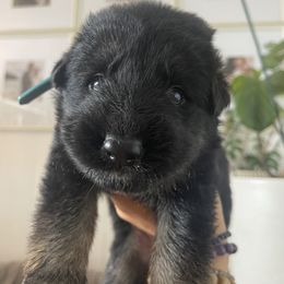 German Shepherd Puppies from Oahu German Shepherds